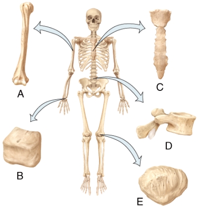 In the diagram,which bone is the short bone?   A) A B) B C) C D) D E) E