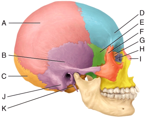 In the diagram,where is the styloid process?   A) J B) K C) G D) H E) I