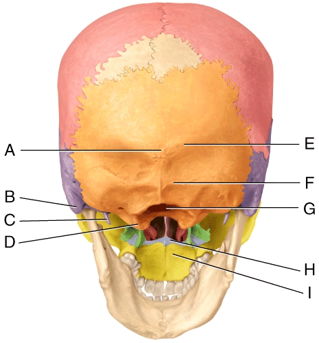 In the diagram,where is the mastoid process?   A) A B) B C) C D) D E) G