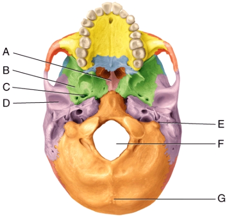 In the diagram,where is the foramen ovale?   A) C B) D C) E D) F E) G