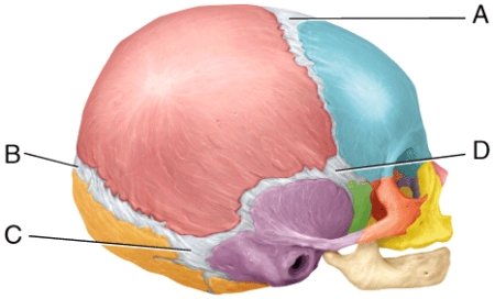 This is largest fontanel in size at birth.   A) A B) B C) C D) D E) Both A and D