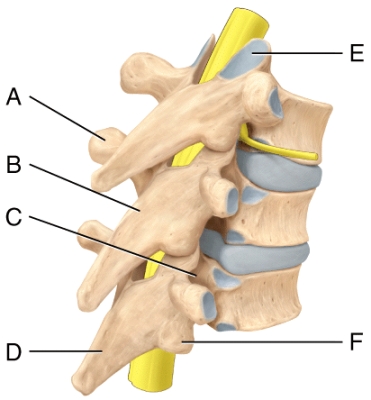 Where is the spinous process in the diagram?   A) B B) C C) D D) E E) F