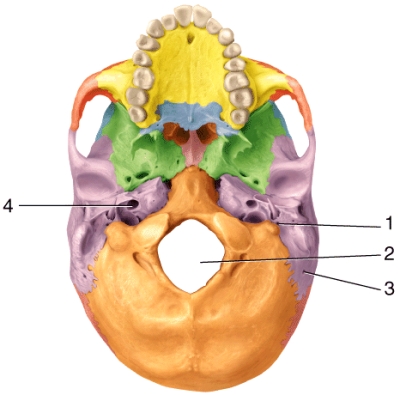 Which of the following structures passes through the opening labeled 2 in the diagram?   A) internal carotid artery B) mental nerve C) cranial nerve XI (accessory)  D) branch of the occipital artery E) cranial nerve VII (facial) 
