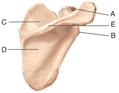 Which of the labeled structures in the diagram is the coracoid process?   A) A B) B C) C D) D E) E