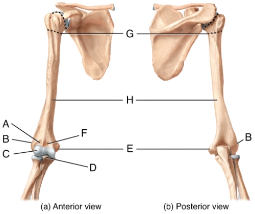 In the diagram of the humerus,where is the olecranon fossa?   A) A B) B C) C D) F E) Not labeled on the diagram
