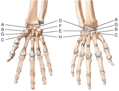 In the diagram of the wrist and hand,where is the capitate bone?   A) D B) E C) F D) G E) H