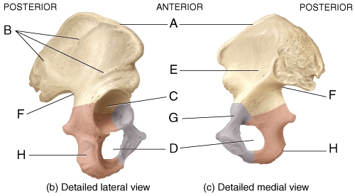 Which structure in the pelvis is where the longest nerve in the body passes?   A) C B) D C) F D) G E) H