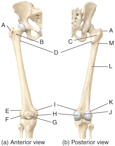 Which of the labeled structures of the femur serve as points of attachment for the tendons of thigh and buttocks muscles?   A) A,B B) A,B,C C) A,D D) A,B,M E) D,M,L