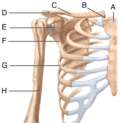 The pectoral girdle consists of 2 bones labeled _____ and _____ in the diagram.   A) A and B B) A and G C) C and F D) F and H E) E and F