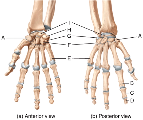 Where on the diagram is a metacarpal bone?   A) A B) B C) D D) E E) I