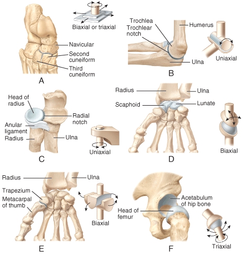 Which of the joints shown in the figure only permits back-and-forth and side-to-side movements between the articulating bones?   A) A B) B C) C D) Both A and B E) Both A and C