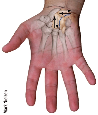 Which type of joint permits this type of movement? 1) Synovial joint 2) Cartilaginous joint 3) Fibrous joint   A) 1 only B) 2 only C) 3 only D) Both 1 &2 E) Both 2 & 3