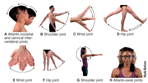 Which of the following types of movement is shown in diagram E?   A) supination B) circumduction C) pronation D) rotation E) adduction