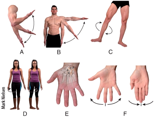 Which two panels in the figure show a movement of a bone away from the midline of the body?   A) A and B B) B and D C) D and E D) F and A E) B and F