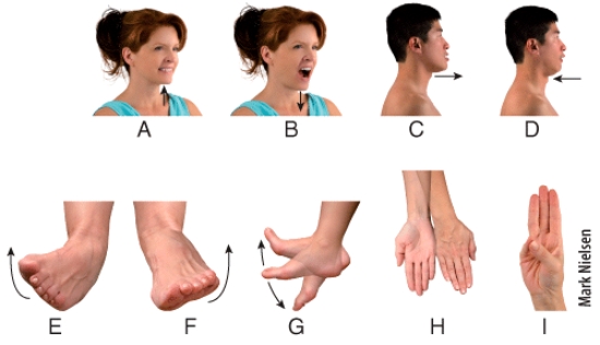 Which panel in the figure shows an example of the movement termed retraction?   A) A B) B C) C D) D E) I