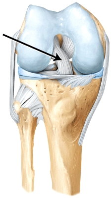 The line is pointing to the _____ ligament.   A) fibular collateral B) posterior cruciate C) oblique popliteal D) anterior cruciate