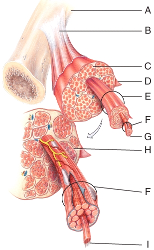 On the diagram,where is the outer most layer of connective tissue encircling the entire muscle   A) A B) B C) C D) D E) E