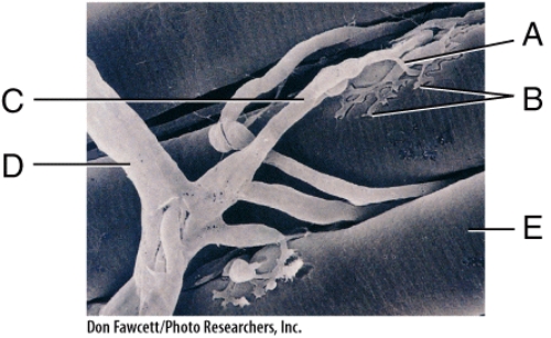 In the diagram,where is the axon terminal?   A) A B) B C) C D) D E) E