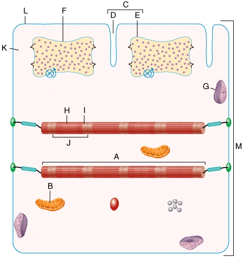 In the diagram,individual muscle fibers are covered by this layer.   A) K B) I C) L D) M E) A