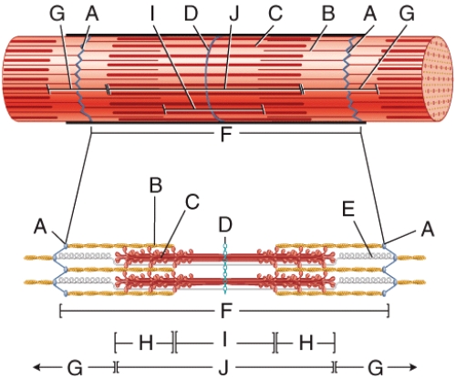 In the diagram,what is the basic functional unit of a myofibril?   A) B B) C C) F D) Both B and C E) All of these choices are correct.