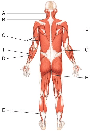 Where is the external oblique?   A) D B) G C) H D) I E) E