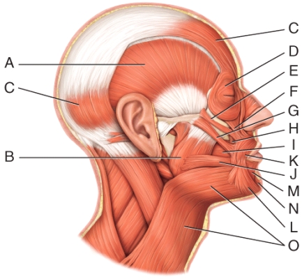 Where is the orbicularis oculi?   A) D B) E C) F D) G E) H