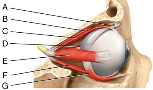 Where is the levator palpebrae superioris?   A) B B) D C) E D) F E) G