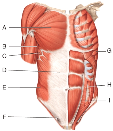 Where is the transverse abdominus?   A) D B) E C) F D) H E) I