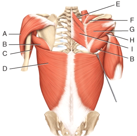 Where is the infraspinatus?   A) E B) F C) G D) H E) I