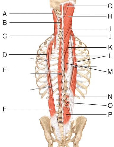 Where is the splenius capitis?   A) A B) B C) C D) H E) I