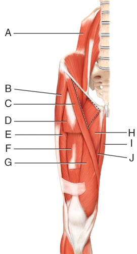 Where is the gracilis?   A) H B) I C) J D) K E) L