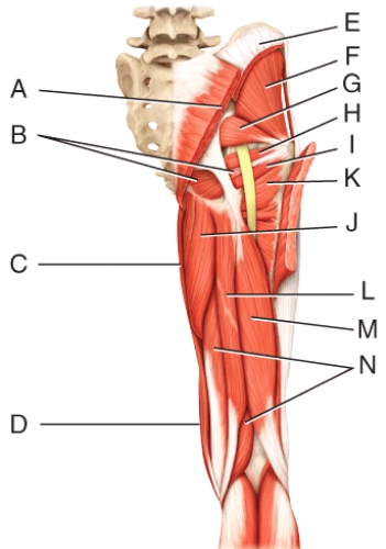 Which three muscles make up the hamstring?   A) L,M,N B) E,F,G C) H,I,J D) I,J,K E) A,B,C