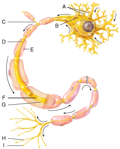 This part of the neuron contains the nucleus and Nissl bodies.   A) A B) B C) C D) E E) Both A and B