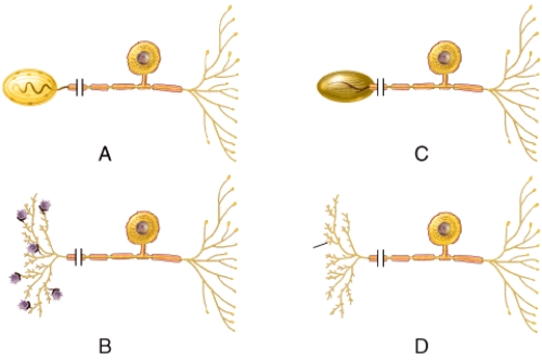 Which of the neurons is considered to be a bipolar neuron?   A) A B) B C) C D) All of the neurons. E) None of the neurons.