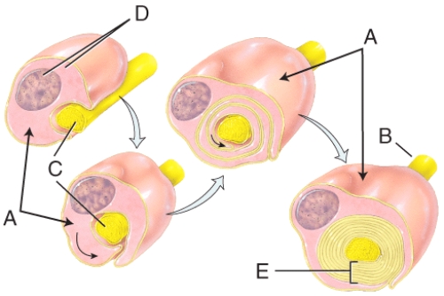 In the diagram,where is a node of Ranvier?   A) A B) B C) C D) D E) E
