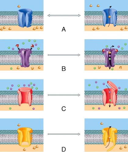 Which of these types of channels is involved in leaking sodium and potassium ions across the membrane in order to establish the resting potential of a cell?   A) A B) B C) C D) D