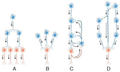 Which of the types of circuits is commonly used to send sensory signals to multiple areas of the brain?   A) A B) B C) C D) D