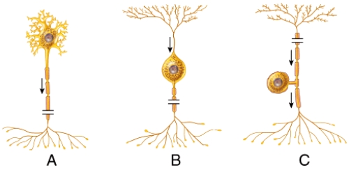 What is the structural classification of the neuron labeled B?   A) bipolar neuron B) multipolar neuron C) unipolar neuron D) nonpolar neuron E) pseudounipolar