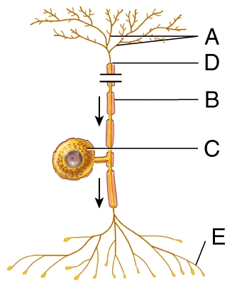 Which of the following structures is labeled D in the diagram?   A) axon terminal B) trigger zone C) cell body D) peripheral process E) dendrites