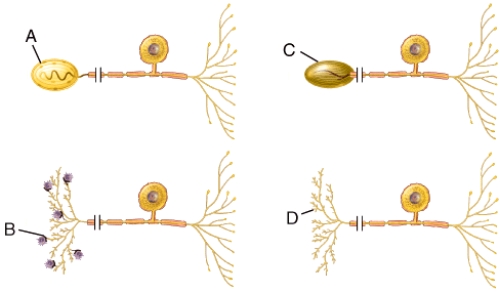 What specific type of unipolar neuron is shown in the diagram labeled B?   A) Type I cutaneous mechanoreceptor (Merkel disc)  B) Corpuscle of touch (Meissner corpuscle)  C) Lamellated (Pacinian) corpuscle D) nociceptor E) Purkinje cell