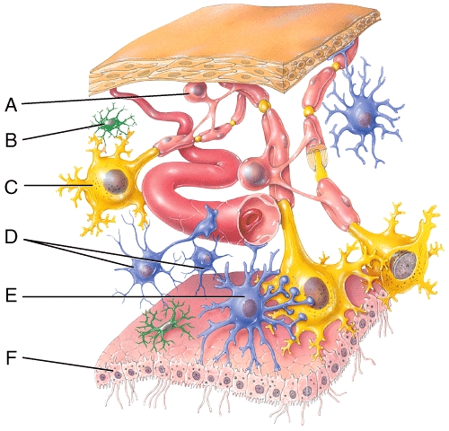 Which of the labeled cells in the figure is NOT a neuroglial cell?   A) A B) B C) C D) D E) F
