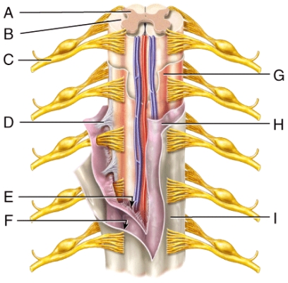 Where is the subarachnoid space?   A) E B) F C) G D) H E) I