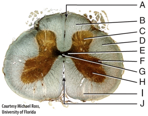 Where is the posterior median sulcus?   A) A B) E C) F D) H E) J