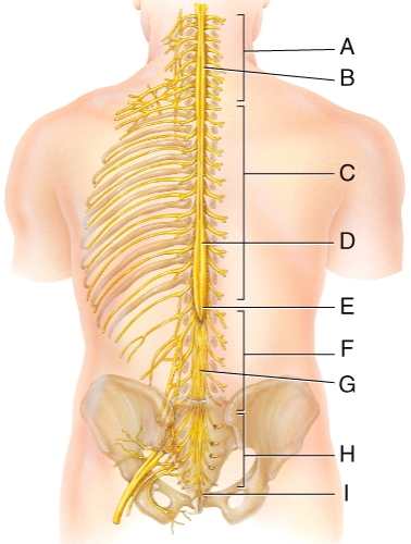 Which of the following structures is labeled G in the diagram?   A) Lumbar enlargement B) Cervical enlargement C) Conus medullaris D) Cauda equina E) Obturator nerve