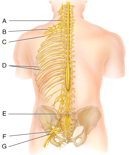 Which nerve labeled in the diagram does NOT arise from any plexus?   A) A B) B C) D D) E E) G