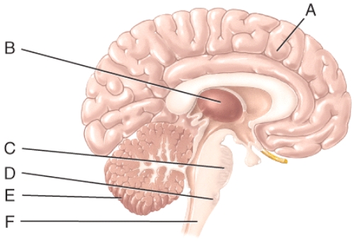 Which of the labeled structures in the diagram is the thalamus?   A) A B) B C) C D) D E) E