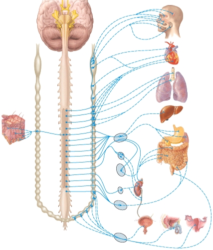 Which ganglion supplies the stomach with postganglionic neurons?   A) Middle cervical ganglion B) Inferior cervical ganglion C) Celiac ganglion D) Inferior mesenteric ganglion E) Ciliary ganglion