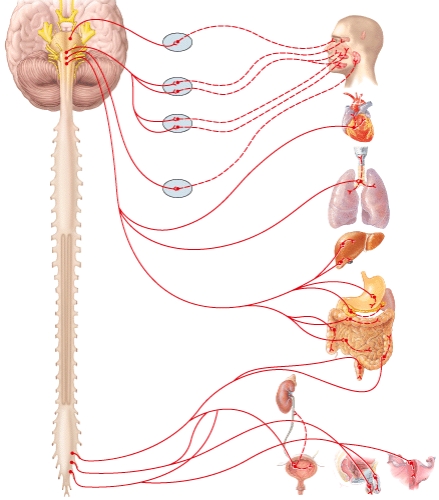 Preganglionic neurons are supplied to the submandibular ganglion by which cranial nerve?   A) Oculomotor (III) nerve (cranial nerve III)  B) Facial (VII) nerve (cranial nerve VII)  C) Glossopharyngeal (IX) nerve (cranial nerve IX)  D) Vagus (X) nerve (cranial nerve X)  E) None of these choices