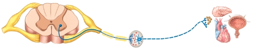 If the pathway shown in the diagram is a sympathetic division pathway,which neurotransmitter acts at the effector?   A) Norepinephrine B) Acetylcholine C) Epinephrine D) Dopamine E) Serotonin