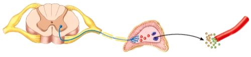 Which neurotransmitter is released at the gland by the preganglionic neuron in the diagram?   A) Norepinephrine B) Acetylcholine C) Epinephrine D) Dopamine E) Serotonin